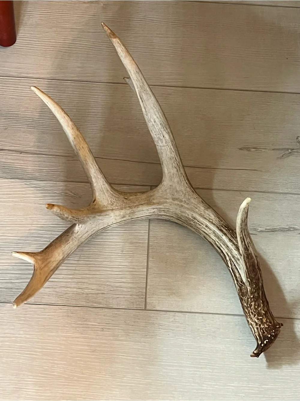 Natural Brown and Cream Deer Antler Wall Accent